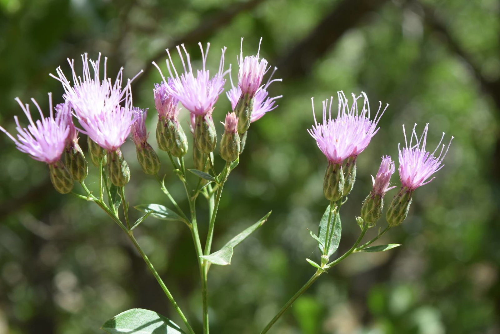 Serratula grandifolia P.H.Davis